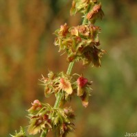 Rumex crispus L.